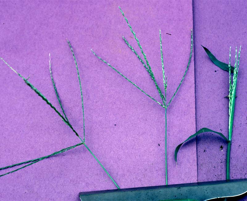 biotechnologie gentechnik eine chance fur neue industrien 1995